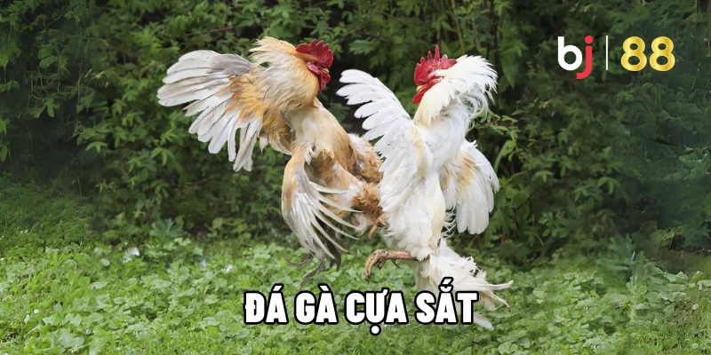 da ga cua sat 1