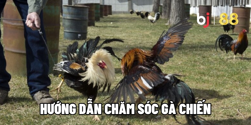 huong dan cham soc ga chien 1