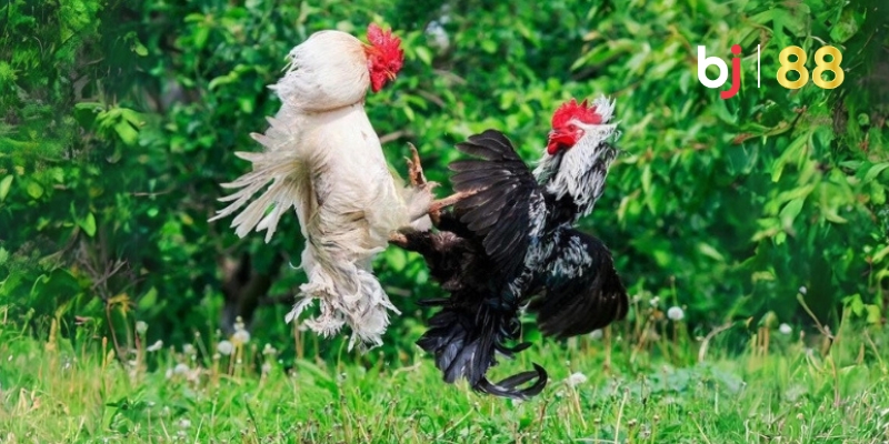 Đôi điều cơ bản về đá gà BJ88